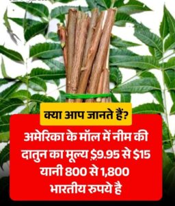 अमेरिका में महंगी हुई नीम की दातुन, भारतीय परंपरा की विदेशों में बढ़ी मांग