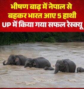 नेपाल की भीषण बाढ़ में बहकर भारत पहुंचे 5 हाथी, बच्चों को घेरे रहे बड़े हाथी; गिरिजापुरी बैराज पर हुआ रेस्क्यू