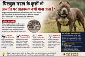 पिटबुल नस्ल के कुत्तों को आक्रामक क्यों माना जाता है? जानिए इसके पीछे की पूरी वजह